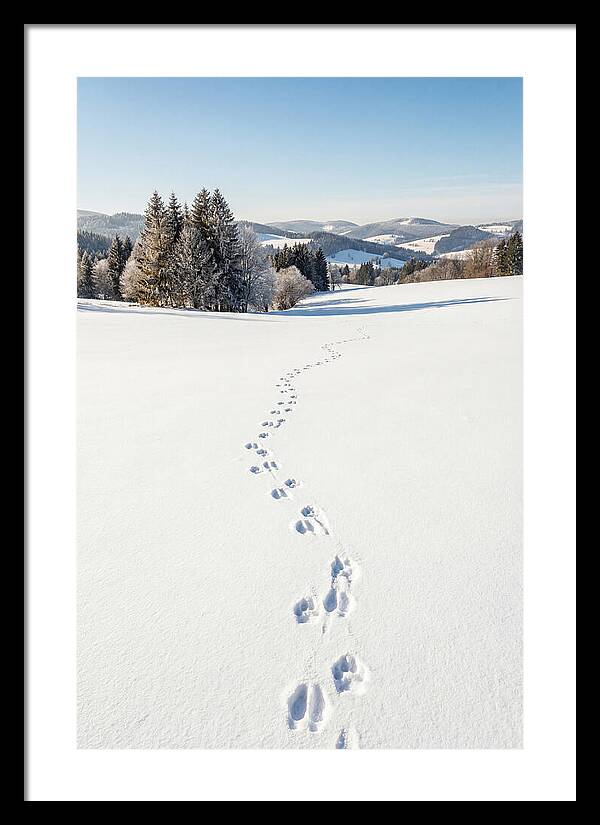 Fresh Animal Tracks In Pristine Snow