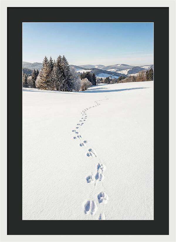 Fresh Animal Tracks In Pristine Snow