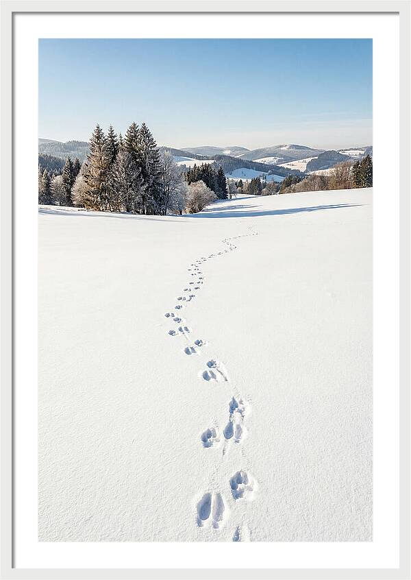 Fresh Animal Tracks In Pristine Snow