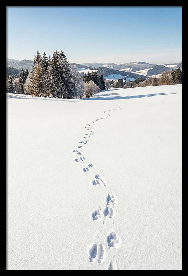 Fresh Animal Tracks In Pristine Snow
