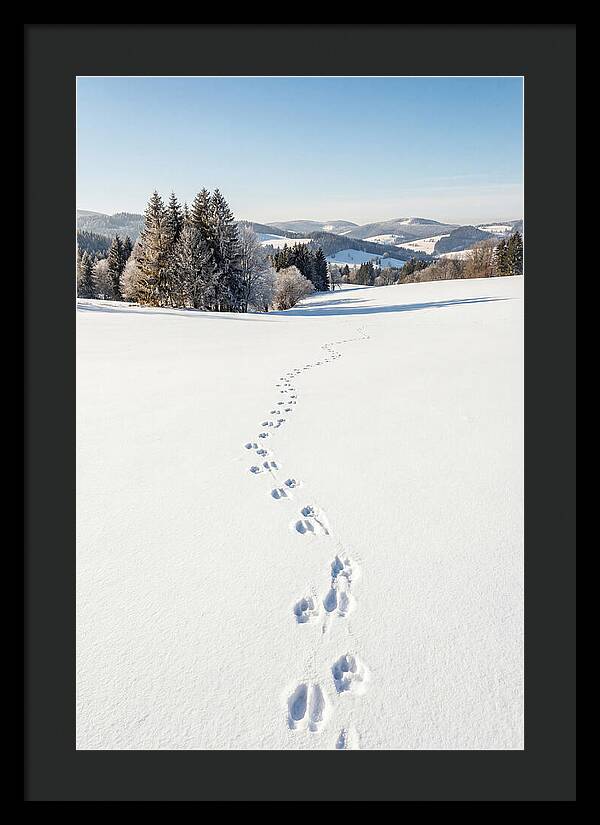 Fresh Animal Tracks In Pristine Snow