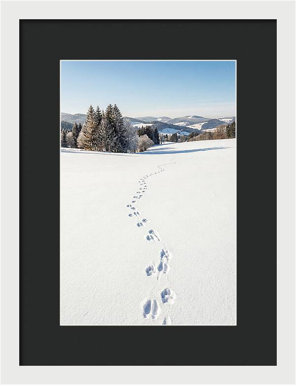 Fresh Animal Tracks In Pristine Snow