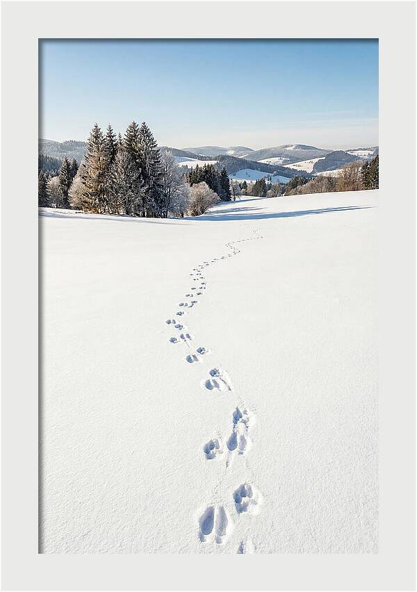 Fresh Animal Tracks In Pristine Snow