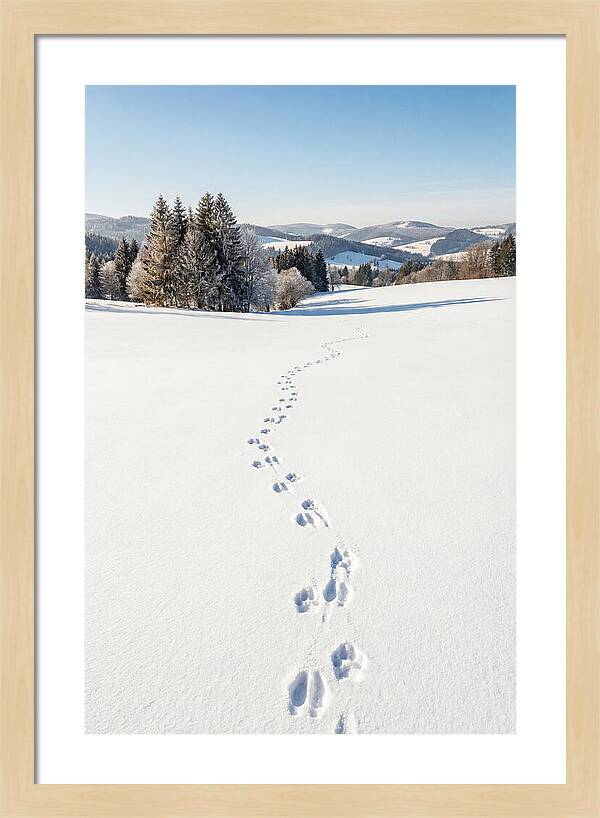 Fresh Animal Tracks In Pristine Snow