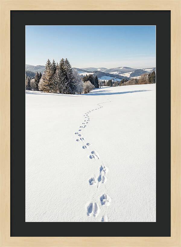 Fresh Animal Tracks In Pristine Snow