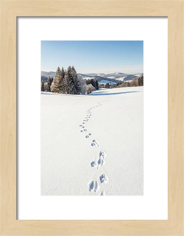 Fresh Animal Tracks In Pristine Snow
