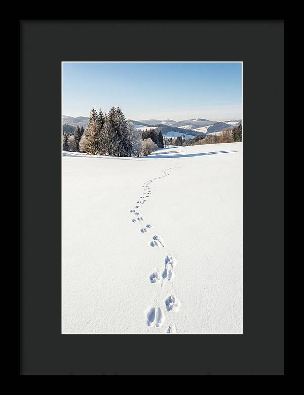 Fresh Animal Tracks In Pristine Snow