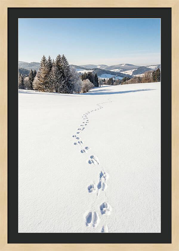 Fresh Animal Tracks In Pristine Snow