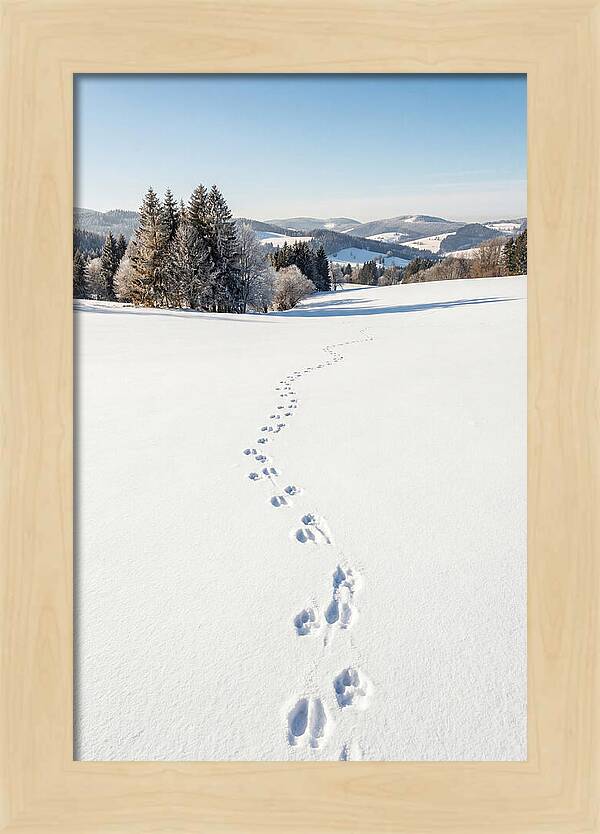 Fresh Animal Tracks In Pristine Snow