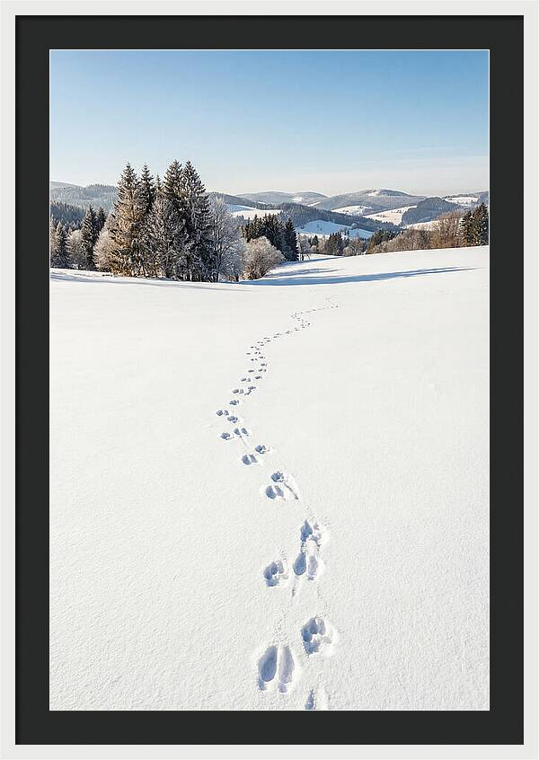 Fresh Animal Tracks In Pristine Snow
