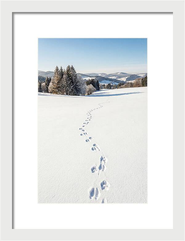 Fresh Animal Tracks In Pristine Snow
