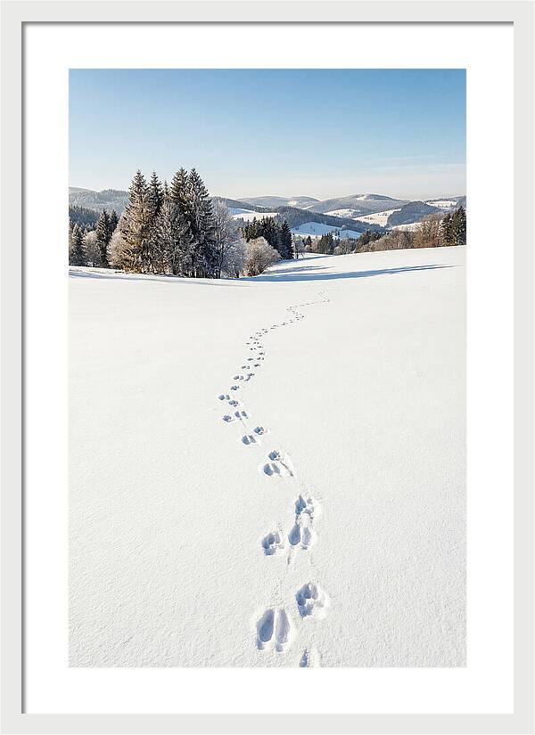 Fresh Animal Tracks In Pristine Snow