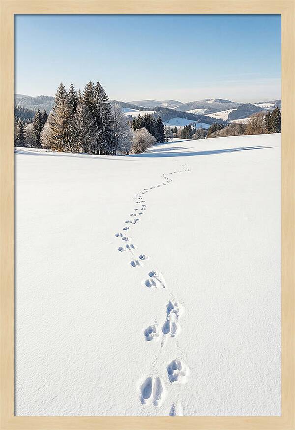 Fresh Animal Tracks In Pristine Snow