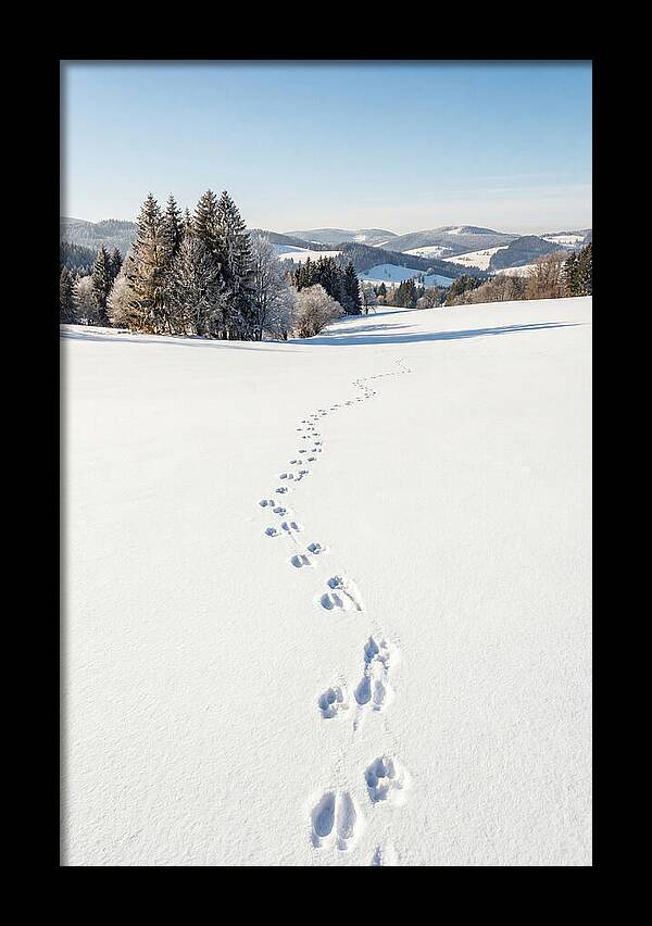 Fresh Animal Tracks In Pristine Snow