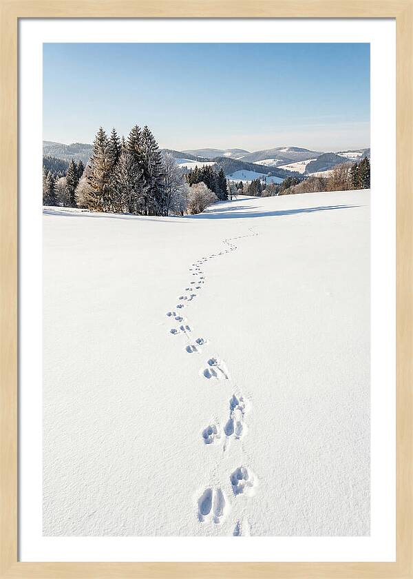 Fresh Animal Tracks In Pristine Snow
