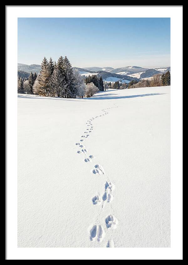 Fresh Animal Tracks In Pristine Snow