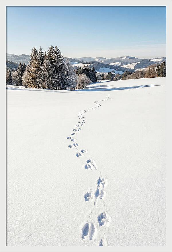 Fresh Animal Tracks In Pristine Snow