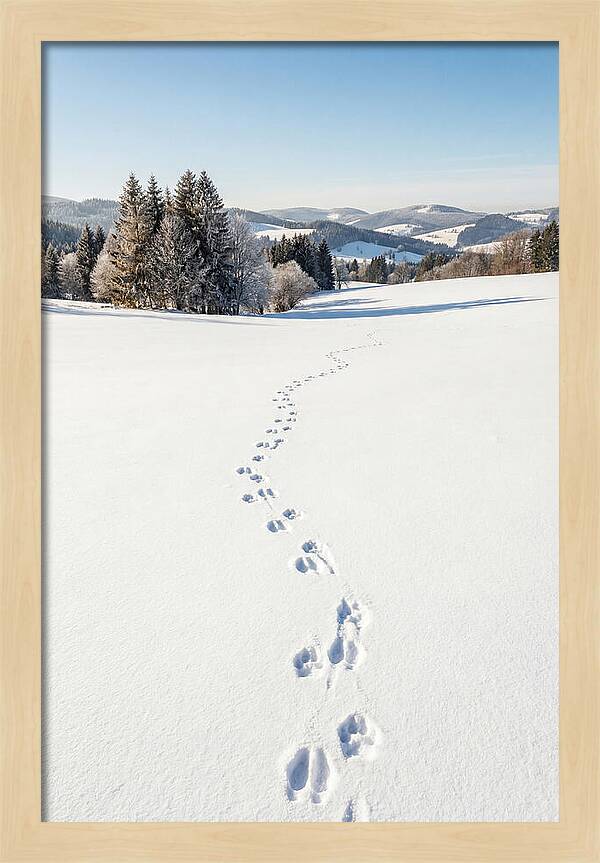Fresh Animal Tracks In Pristine Snow