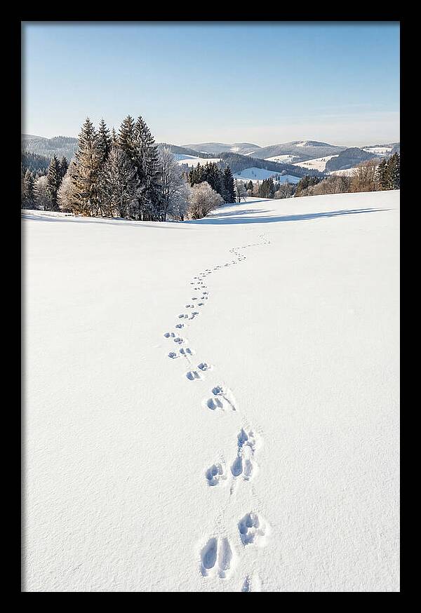 Fresh Animal Tracks In Pristine Snow