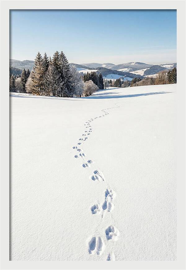 Fresh Animal Tracks In Pristine Snow
