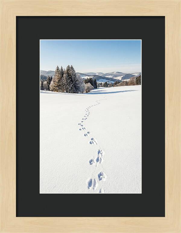 Fresh Animal Tracks In Pristine Snow