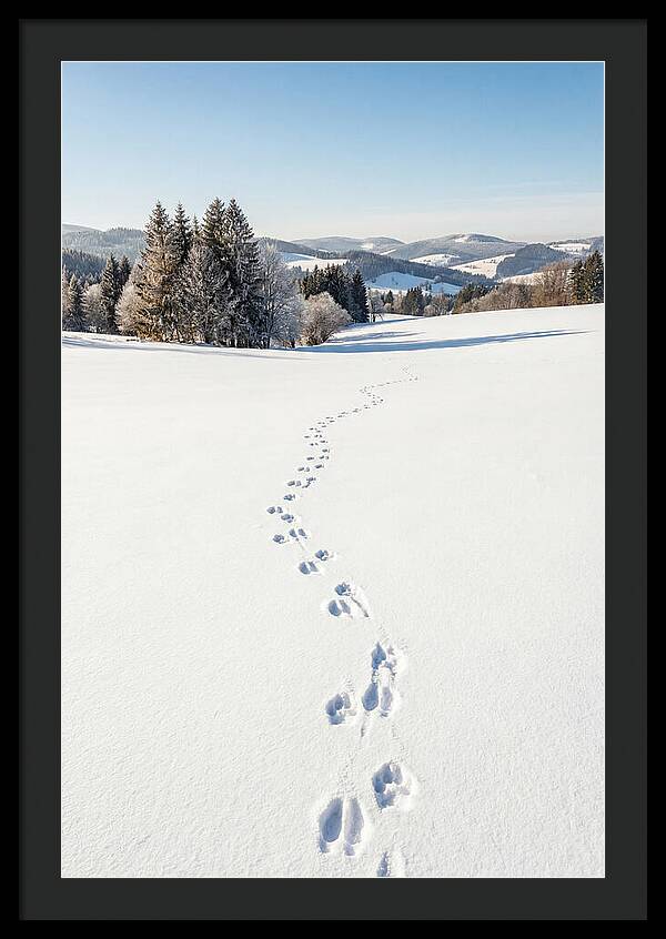 Fresh Animal Tracks In Pristine Snow