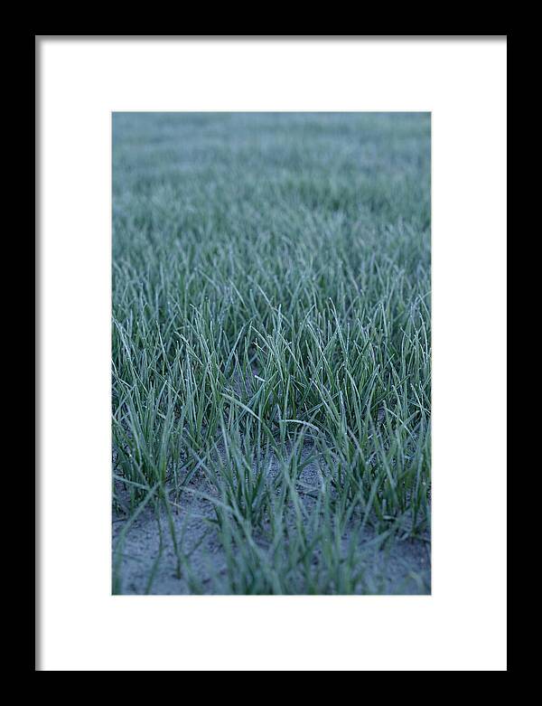 Fresh Cut Grass In Golden Light