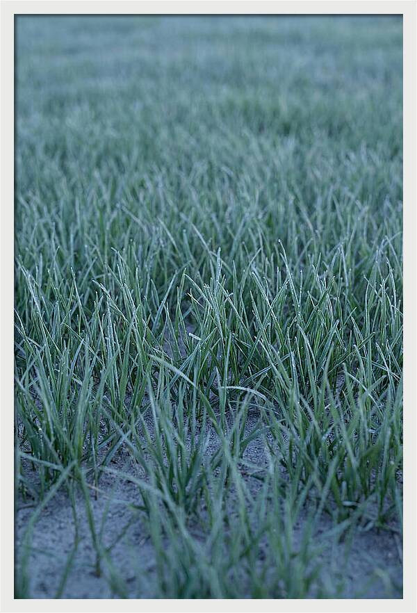 Fresh Cut Grass In Golden Light