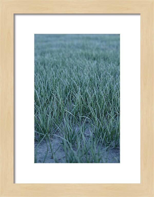 Fresh Cut Grass In Golden Light