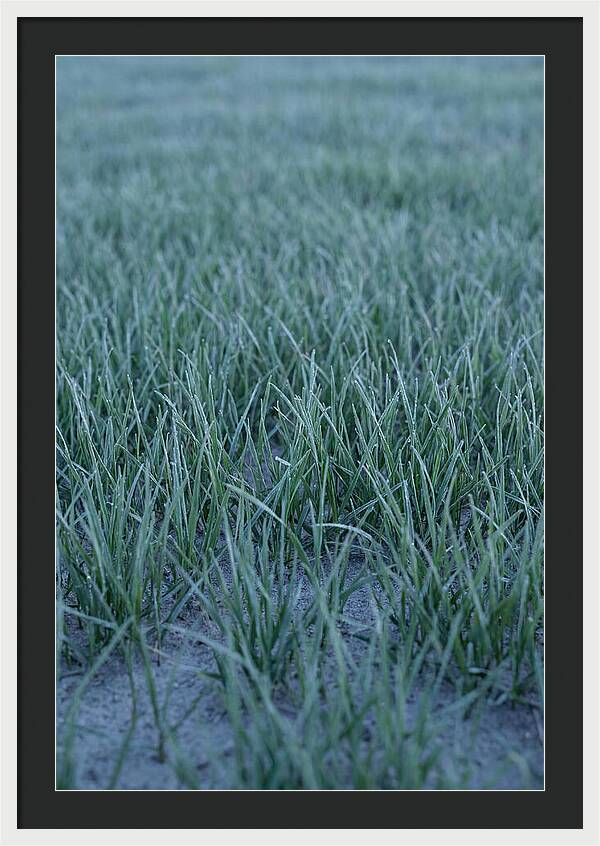 Fresh Cut Grass In Golden Light