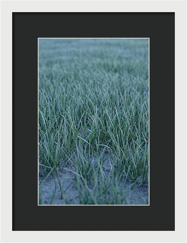 Fresh Cut Grass In Golden Light