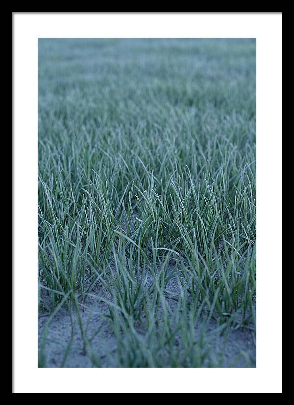 Fresh Cut Grass In Golden Light