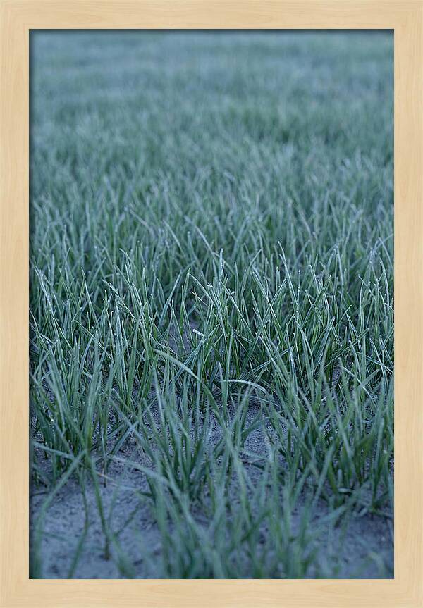 Fresh Cut Grass In Golden Light