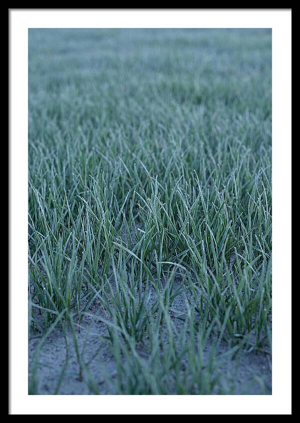 Fresh Cut Grass In Golden Light
