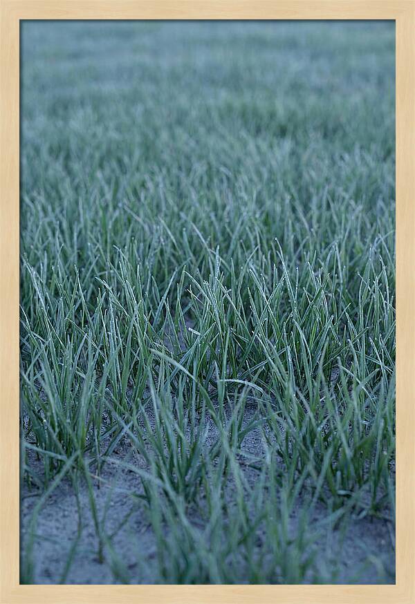 Fresh Cut Grass In Golden Light