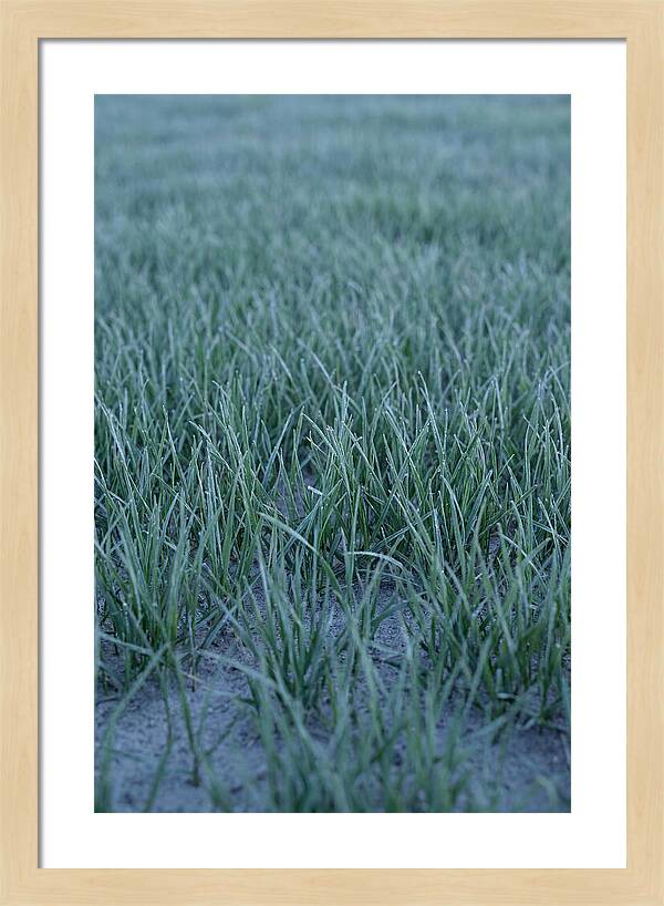 Fresh Cut Grass In Golden Light