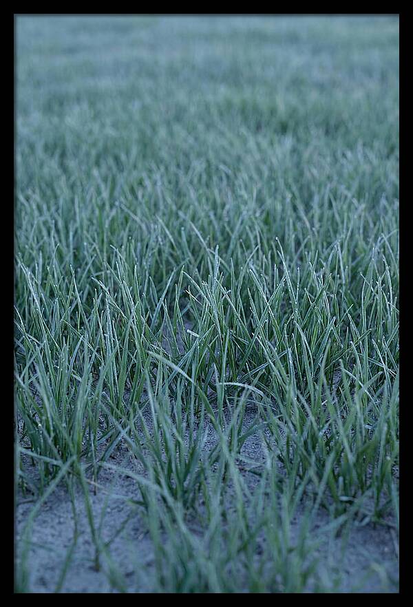 Fresh Cut Grass In Golden Light