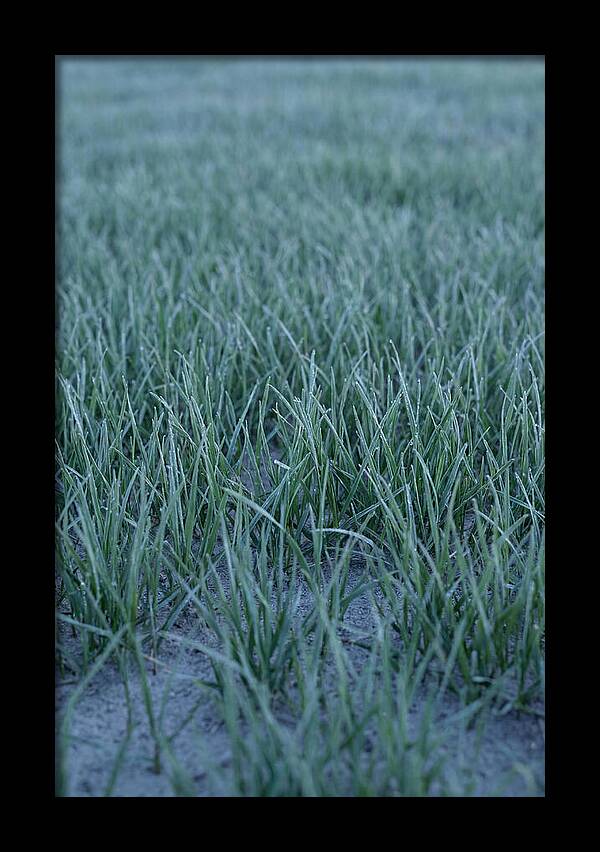 Fresh Cut Grass In Golden Light
