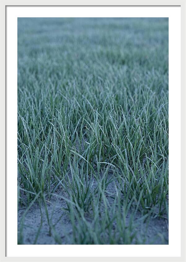 Fresh Cut Grass In Golden Light