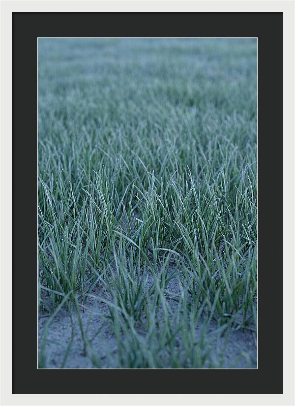 Fresh Cut Grass In Golden Light
