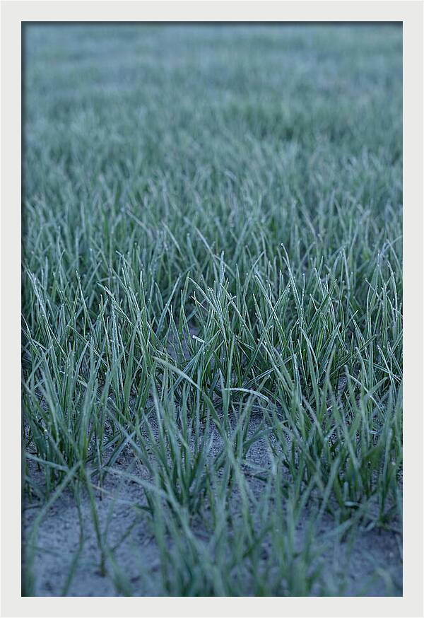 Fresh Cut Grass In Golden Light