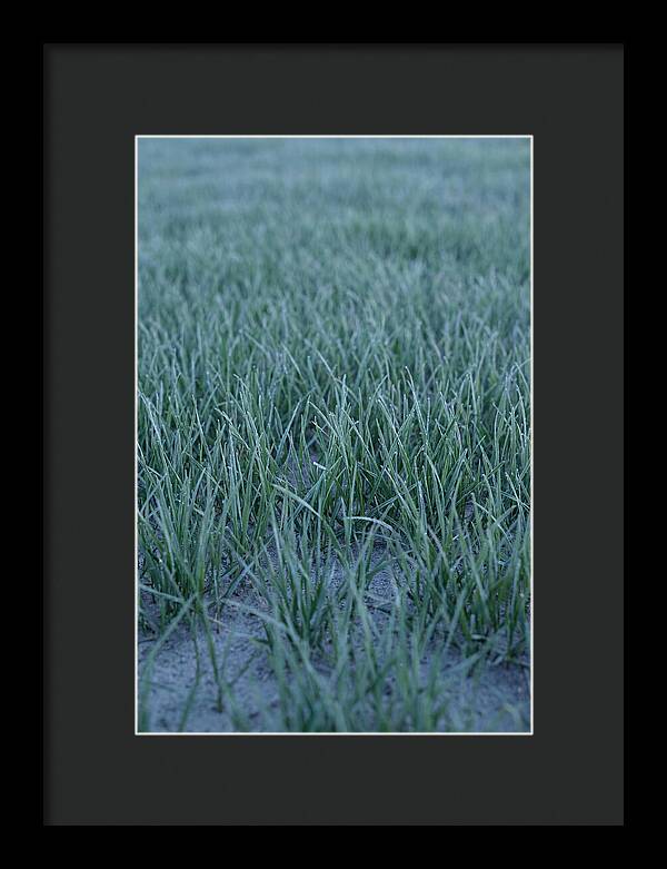 Fresh Cut Grass In Golden Light
