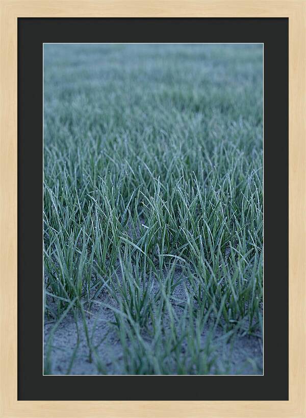 Fresh Cut Grass In Golden Light