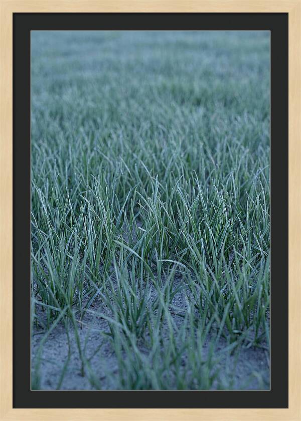 Fresh Cut Grass In Golden Light
