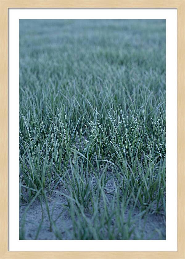 Fresh Cut Grass In Golden Light