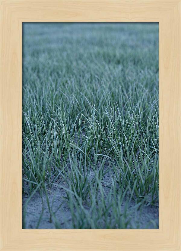 Fresh Cut Grass In Golden Light