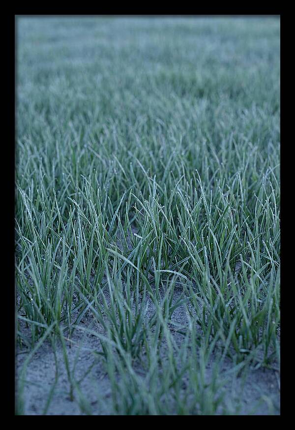 Fresh Cut Grass In Golden Light