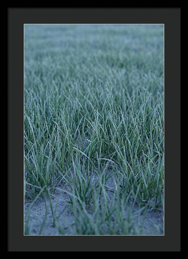 Fresh Cut Grass In Golden Light