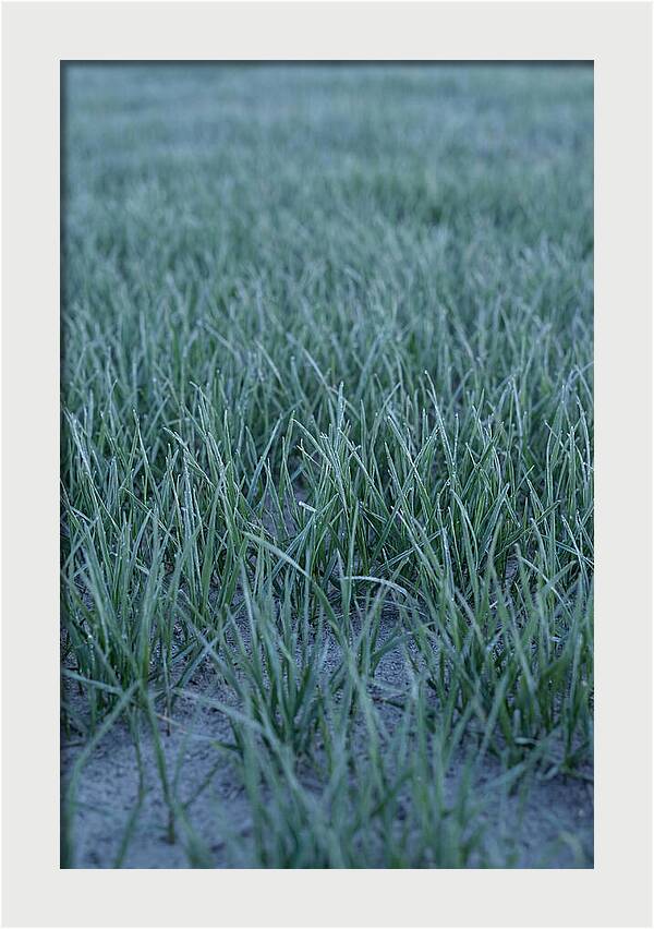 Fresh Cut Grass In Golden Light