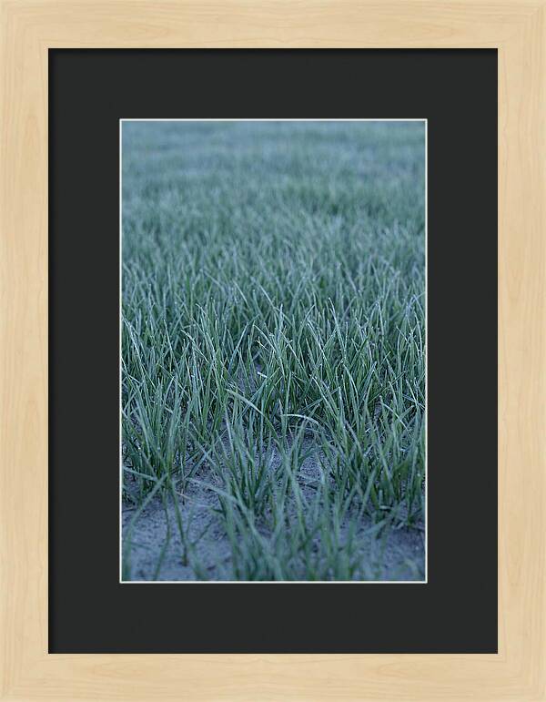 Fresh Cut Grass In Golden Light